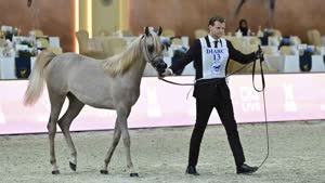 بطولة دبي الدولية للجواد العربي