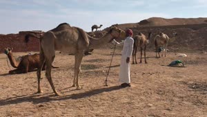 تضمير الهجن