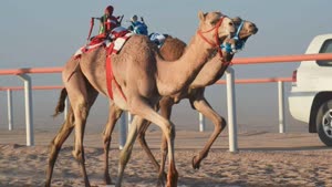 سباق الهجن بولاية هيماء