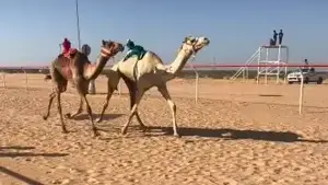 مهرجان الهجن