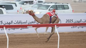 سباق الهجن