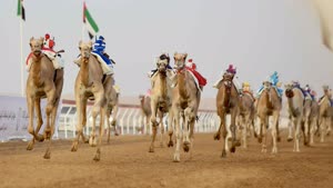 سباق الهجن