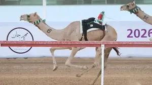 مهرجان العين للهجن