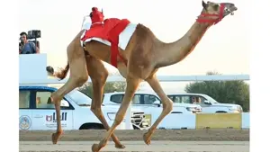 السباق المحلي الثالث للهجن