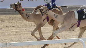 مهرجان الظفرة لسباقات الهجن