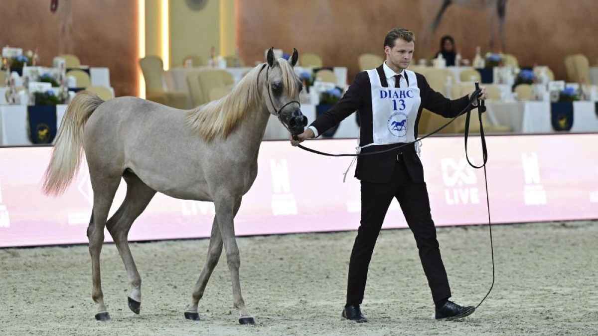 بطولة دبي الدولية للجواد العربي